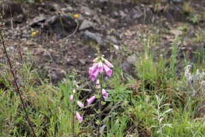 Plantas nativas del municipio de Sibaté