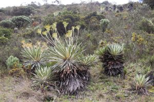 Familia de frailejones