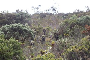 Frailejón. Espeletia grandiflora.