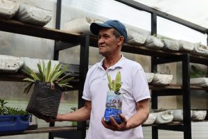 Plántulas de frailejón dentro del vivero de maestro paramo, a su izquierda un frailejón de 4 años y a su derecha uno de 2 años. 