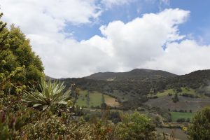 Zona de reserva de bosque conservada dentro del predio de Rene, para facilitar el paso de fauna. Foto propia. 